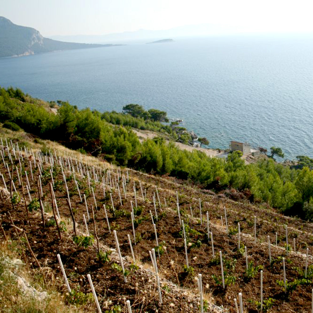 Bartulović Dingač 2022