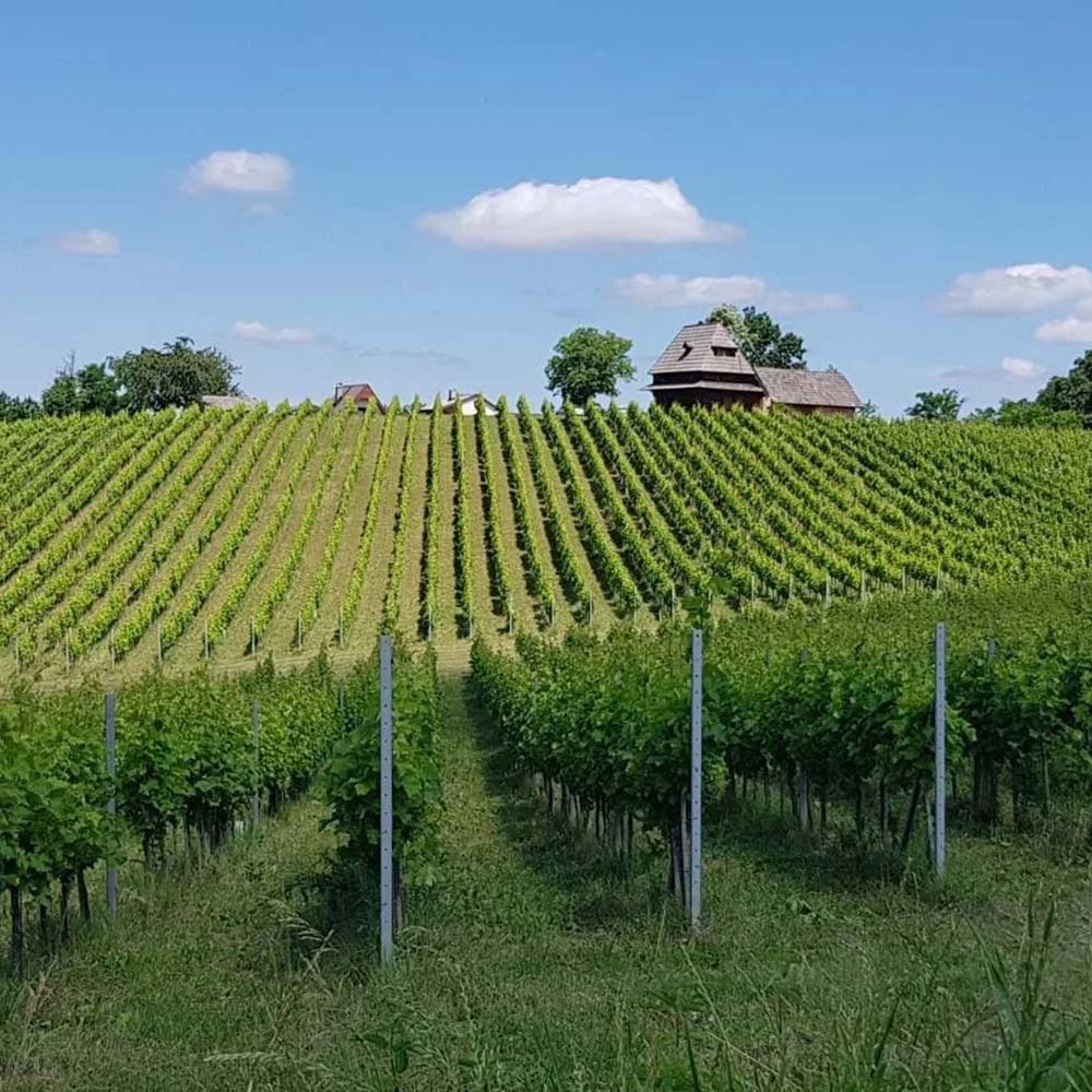 Kosovec Škrlet Selekcija 2017