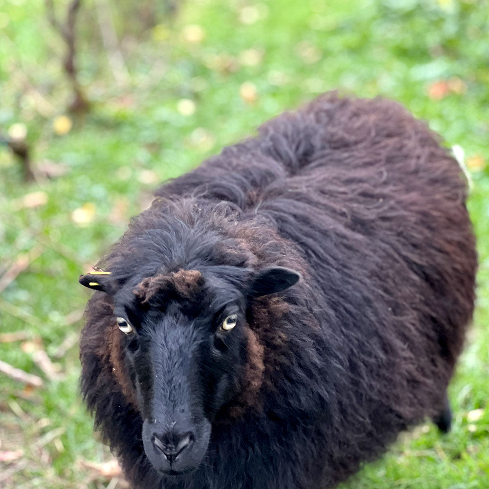 Šuman Sun Drops 2021