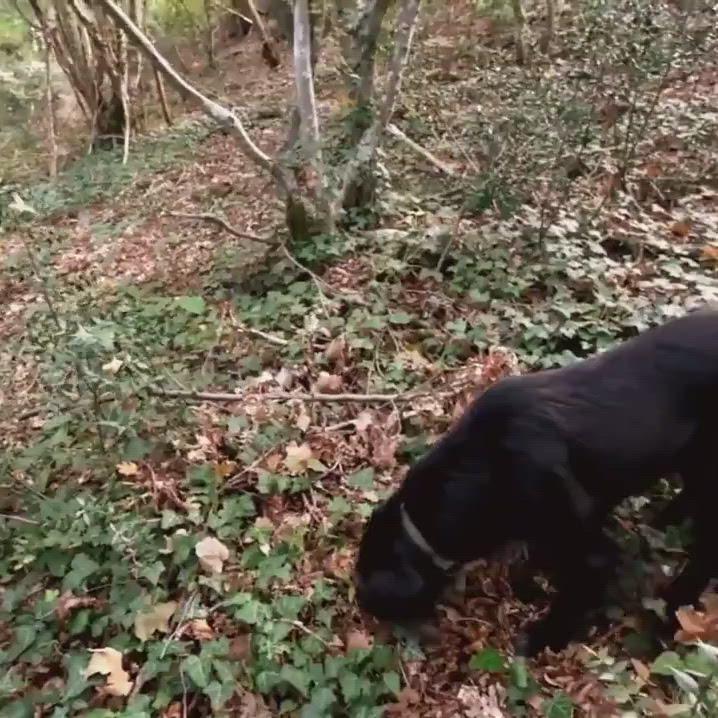 Sliced Istrian Black Summer Truffles