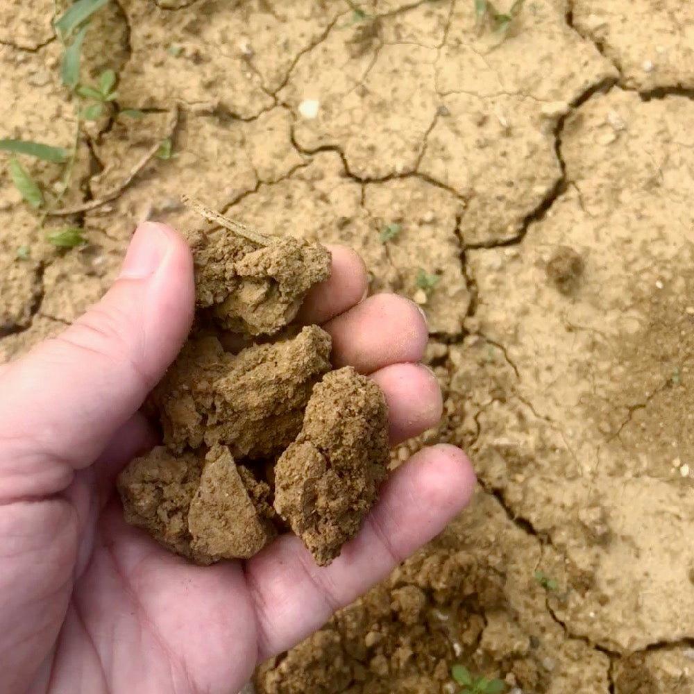 Piquentum Refošk 2020