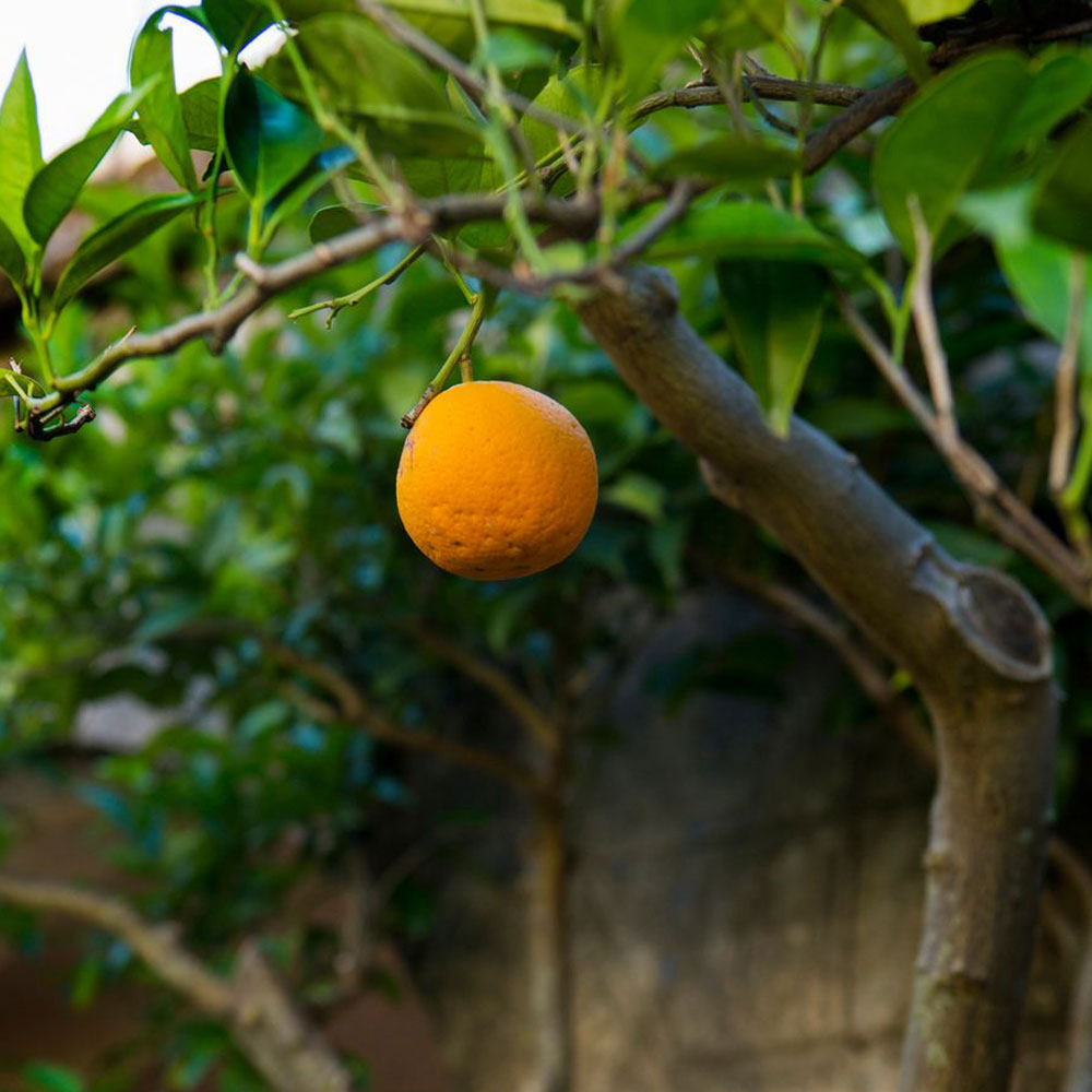 Arancini Candied Wild Orange Peel