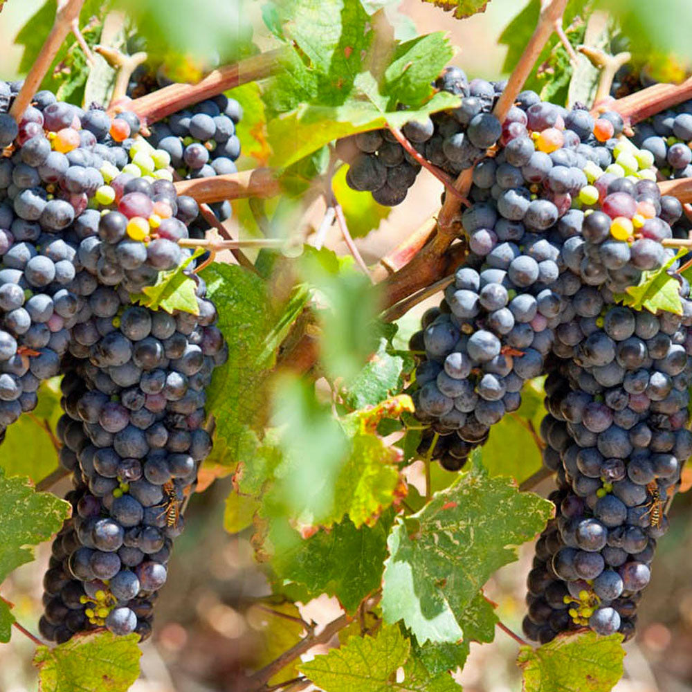 Zlatan Otok Crljenak (Zinfandel) 2020