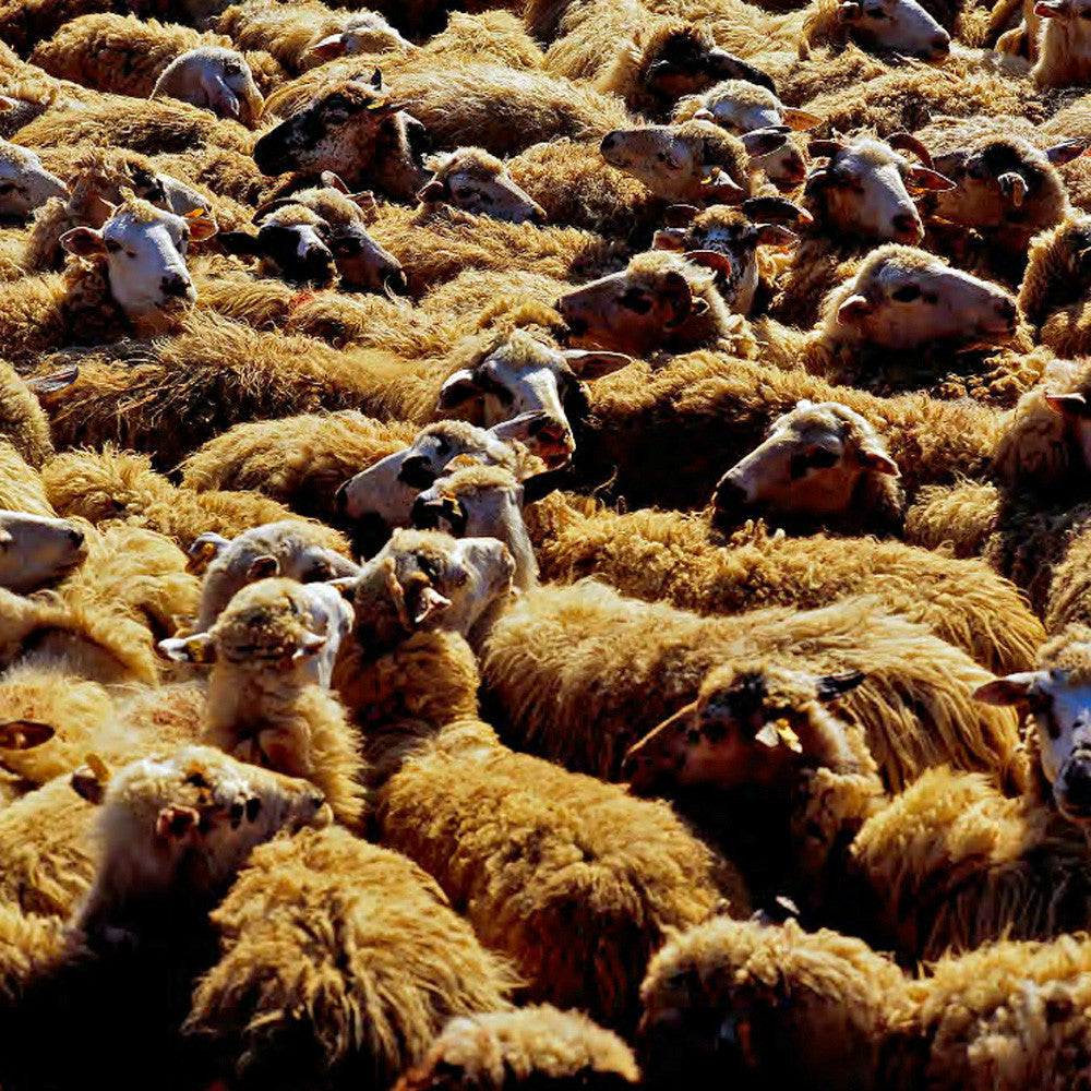 Paški Sir: World's best sheep cheese ❤️