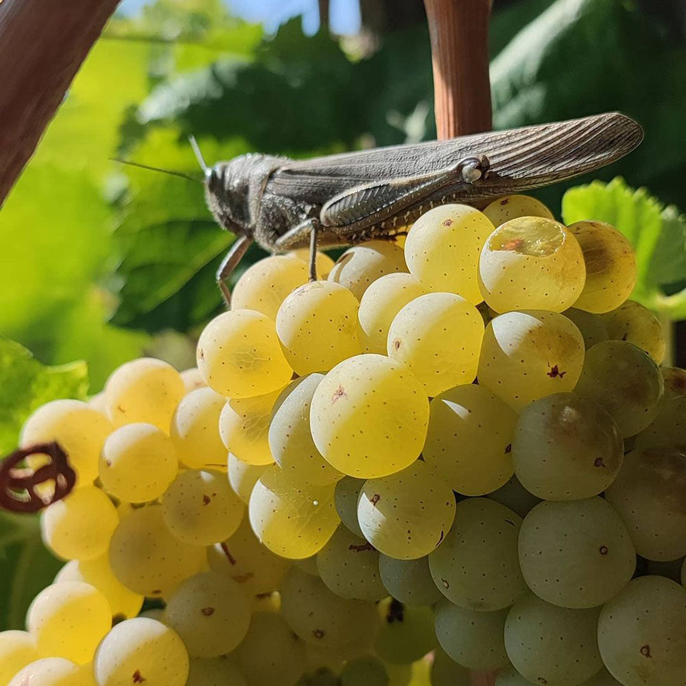 Cota Baba Manda 2023