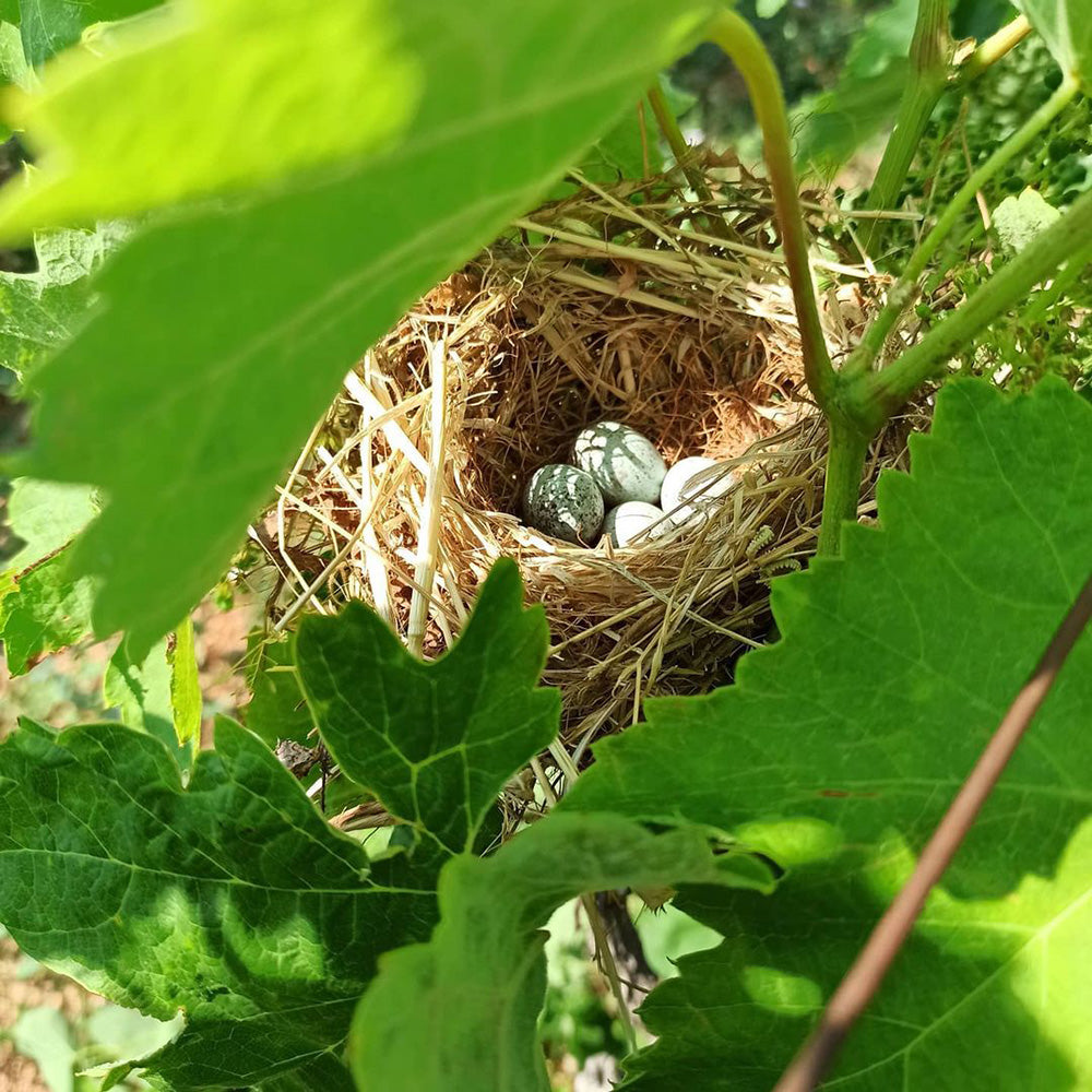 Cota Lapacha Rosé 2022