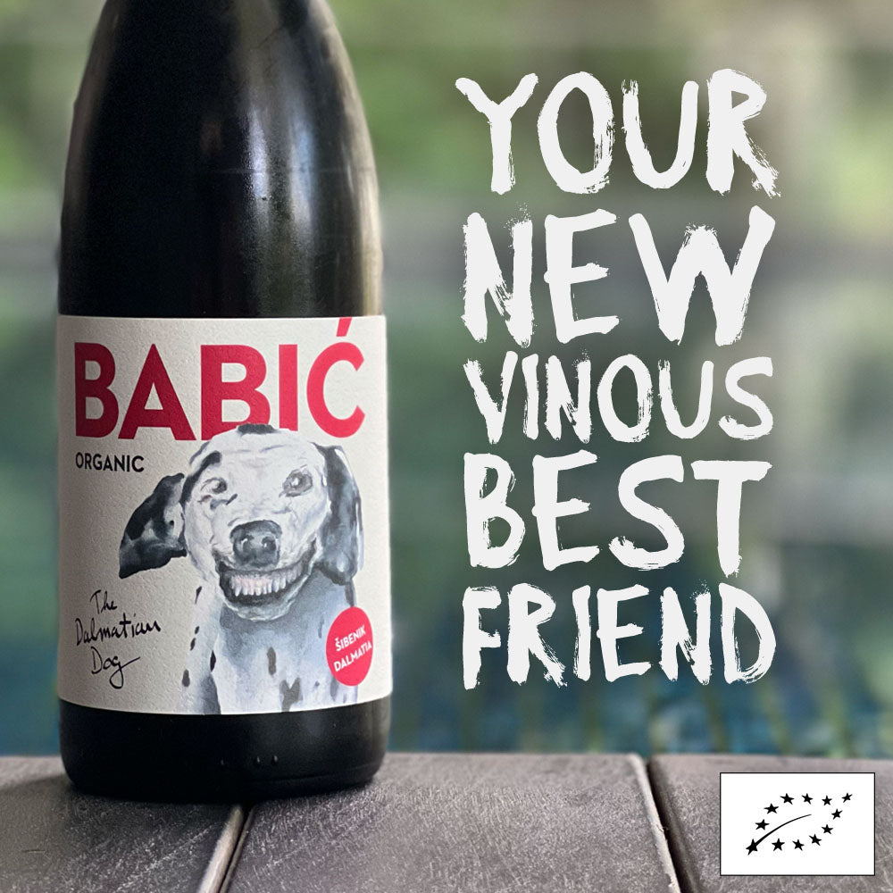 Dalmatian Dog Babić 2019