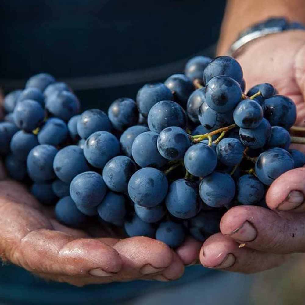 Dalmatian Dog Babić 2019