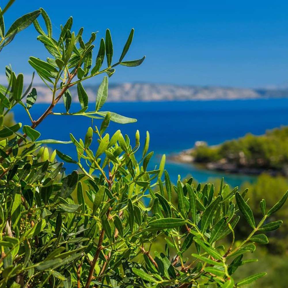 Bio Spice Mix for Potatoes