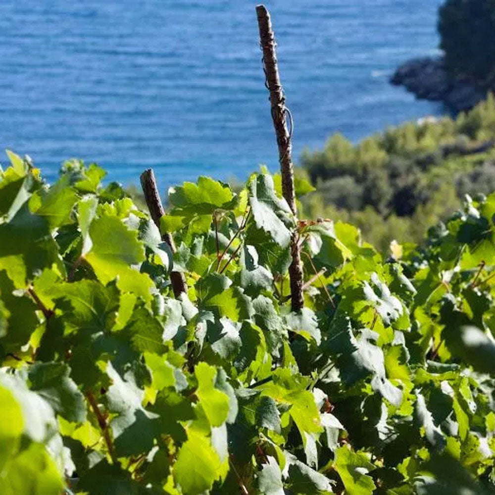 Grgic Posip 2019