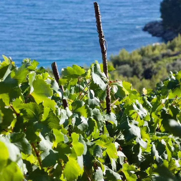 Grgic Posip 2019