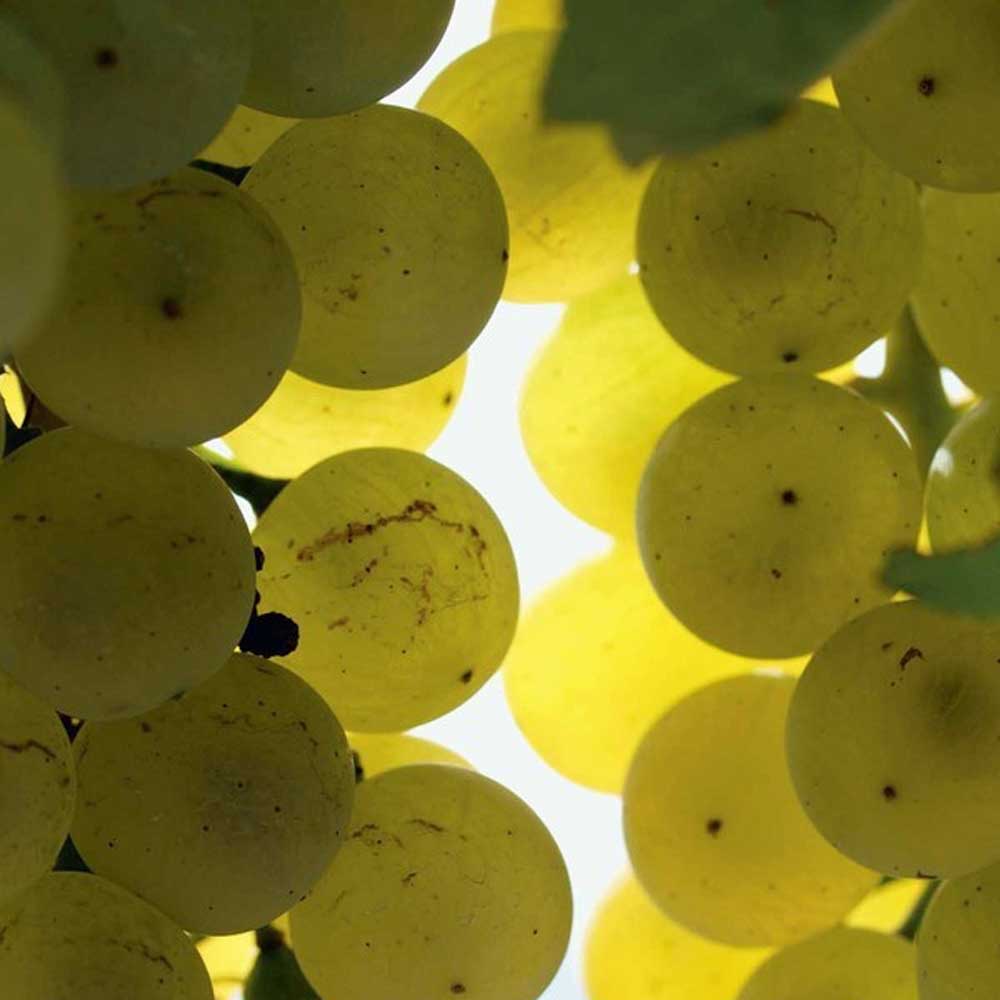 Limited Edition: Matošević Grimalda Sauvignon Blanc 2023