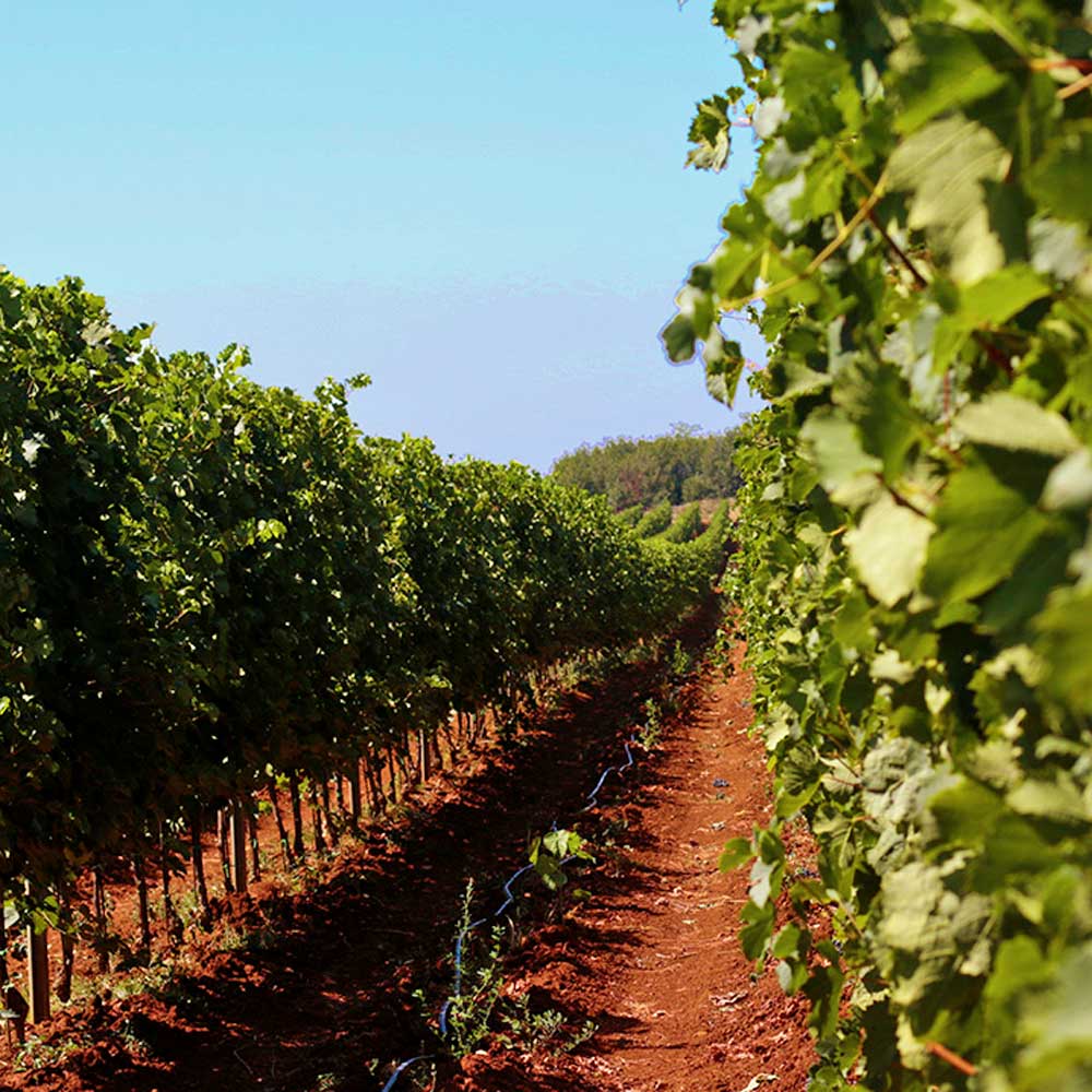 Limited Edition: Matošević Grimalda Sauvignon Blanc 2023