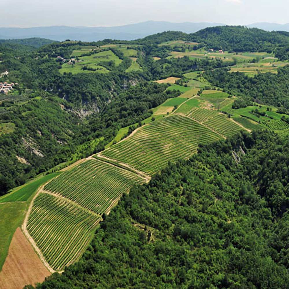 Matošević Grimalda White 2021