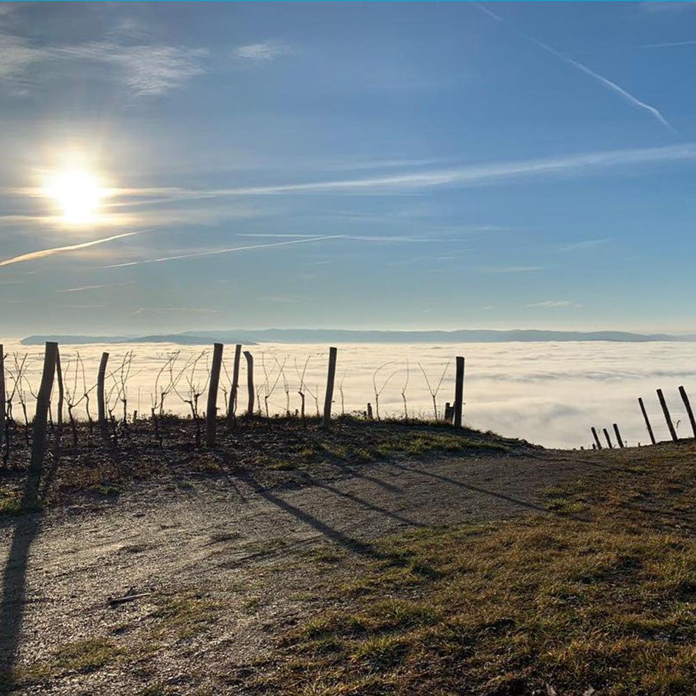 Ipša Santa Elena 2019