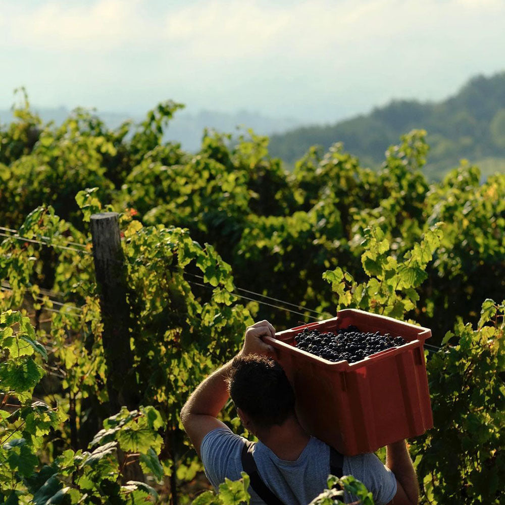 Ipša Santa Elena 2019