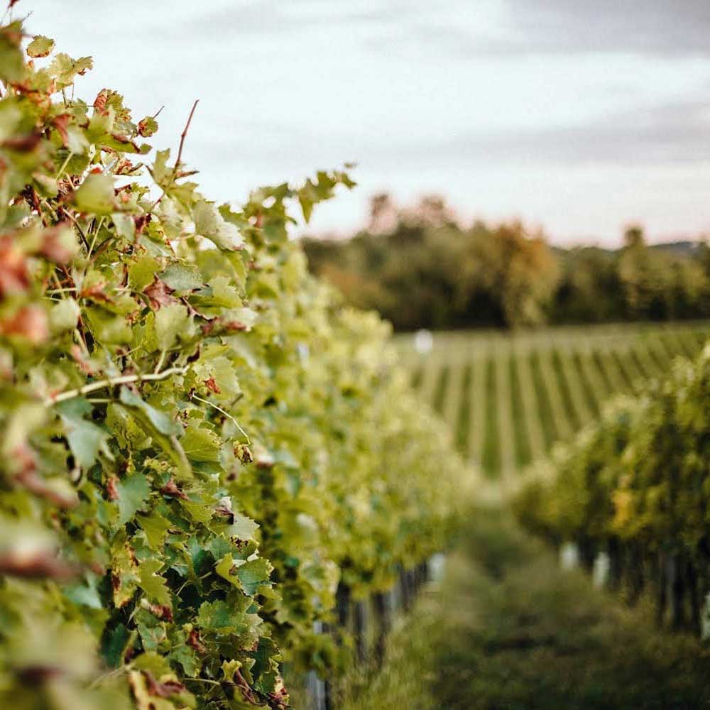 Kosovec Pinot Noir Selekcija 2017