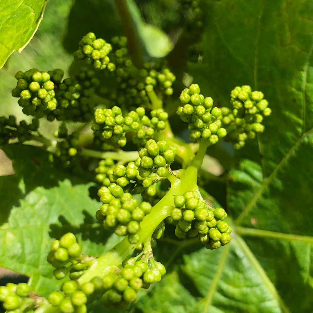 Kosovec Frankovka Selekcija 2018