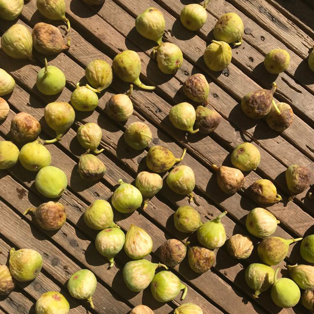 Kovač-Marinović Pošip 2020