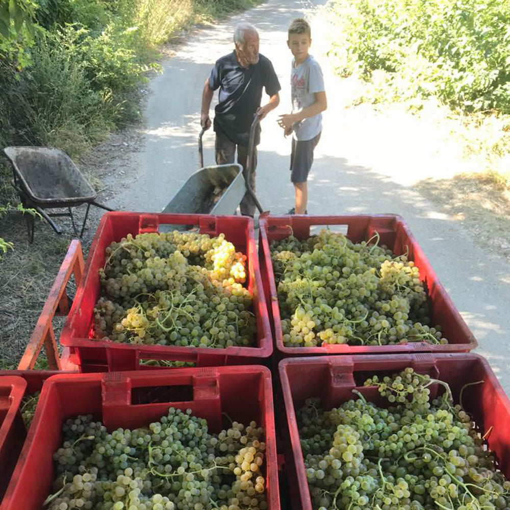 Kovač-Marinović Pošip 2020