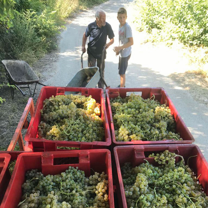 Kovač-Marinović Pošip 2020