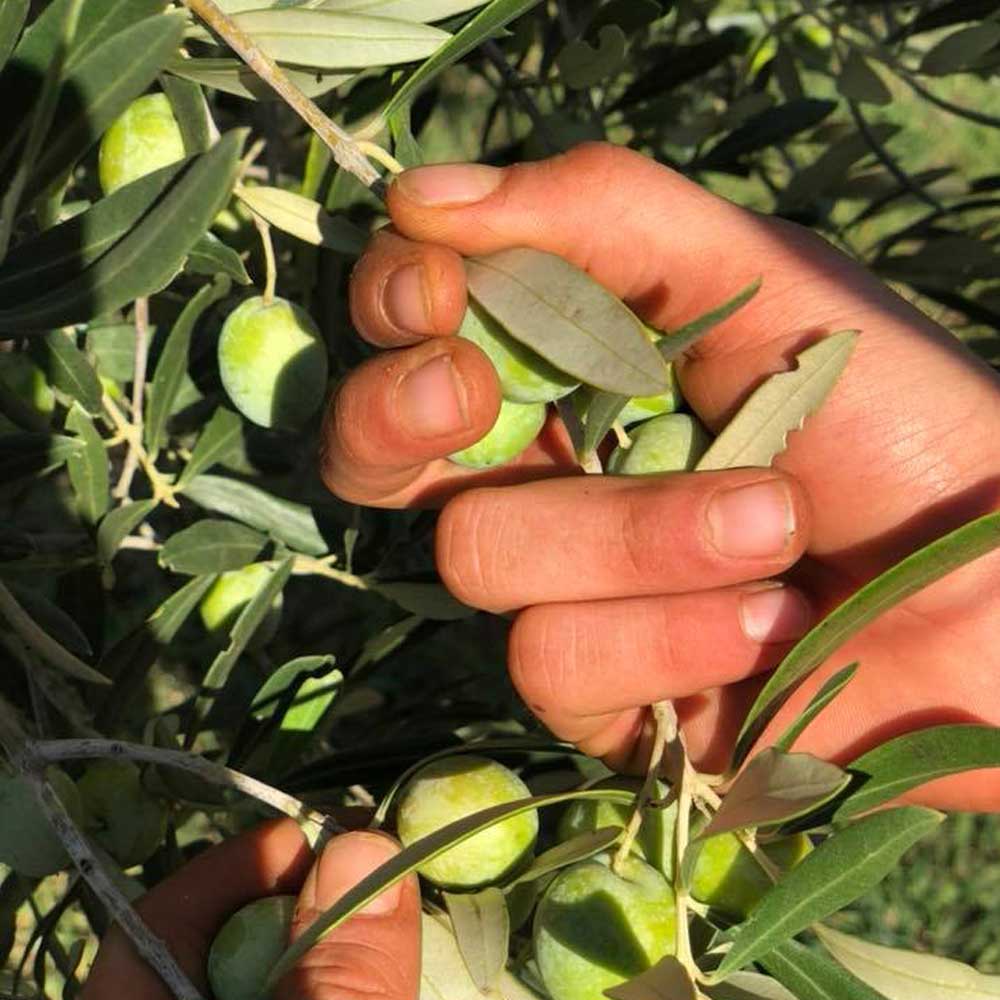 Chiavalon Organic EVOO