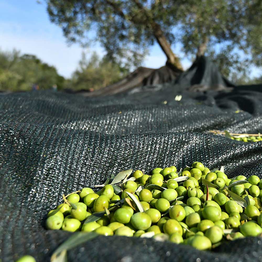 Chiavalon Romano EVOO (for fish)