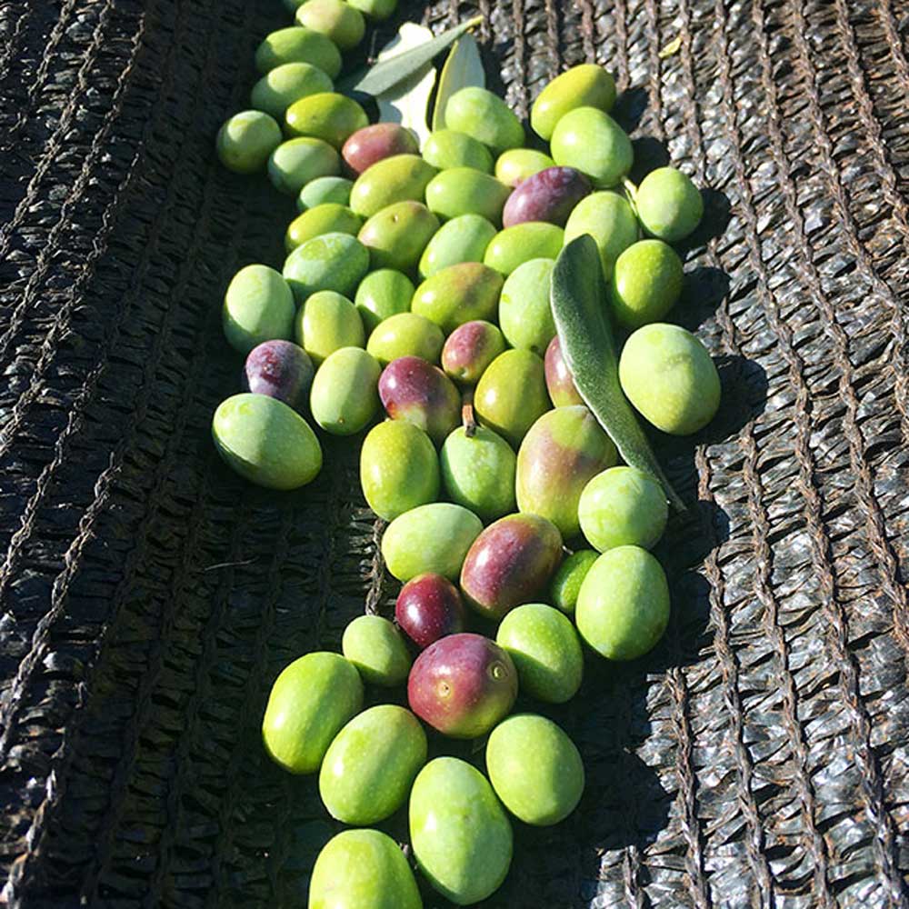 Chiavalon Atilio EVOO (for meat)