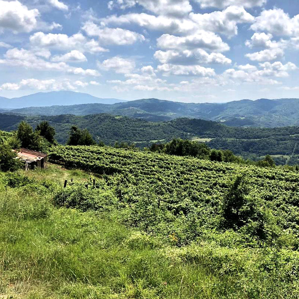 Piquentum Teran 2021