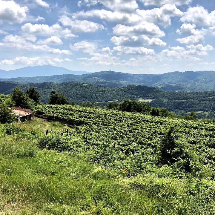 Piquentum Teran 2021