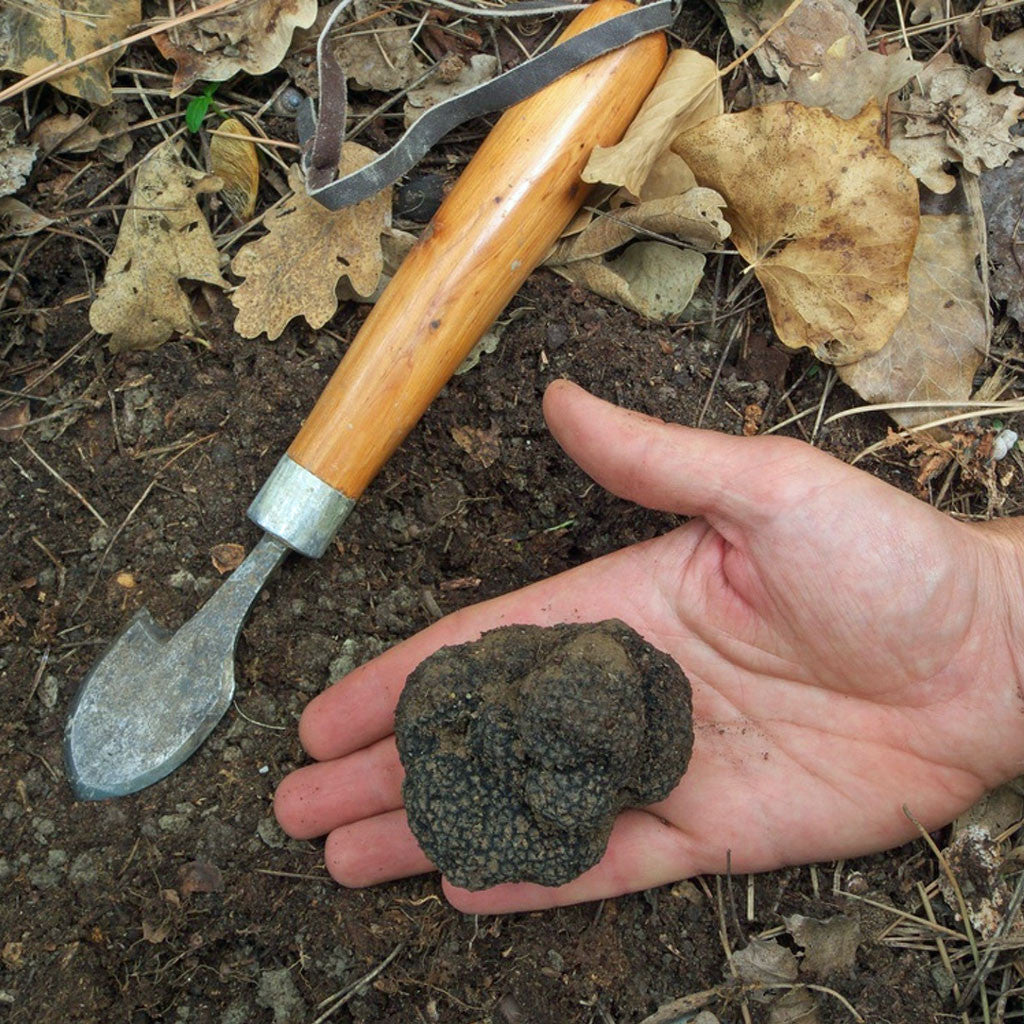 Fresh Istrian Black Summer Truffles (July - September)