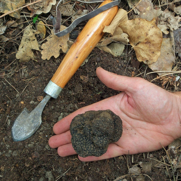 Sliced Istrian Black Summer Truffles