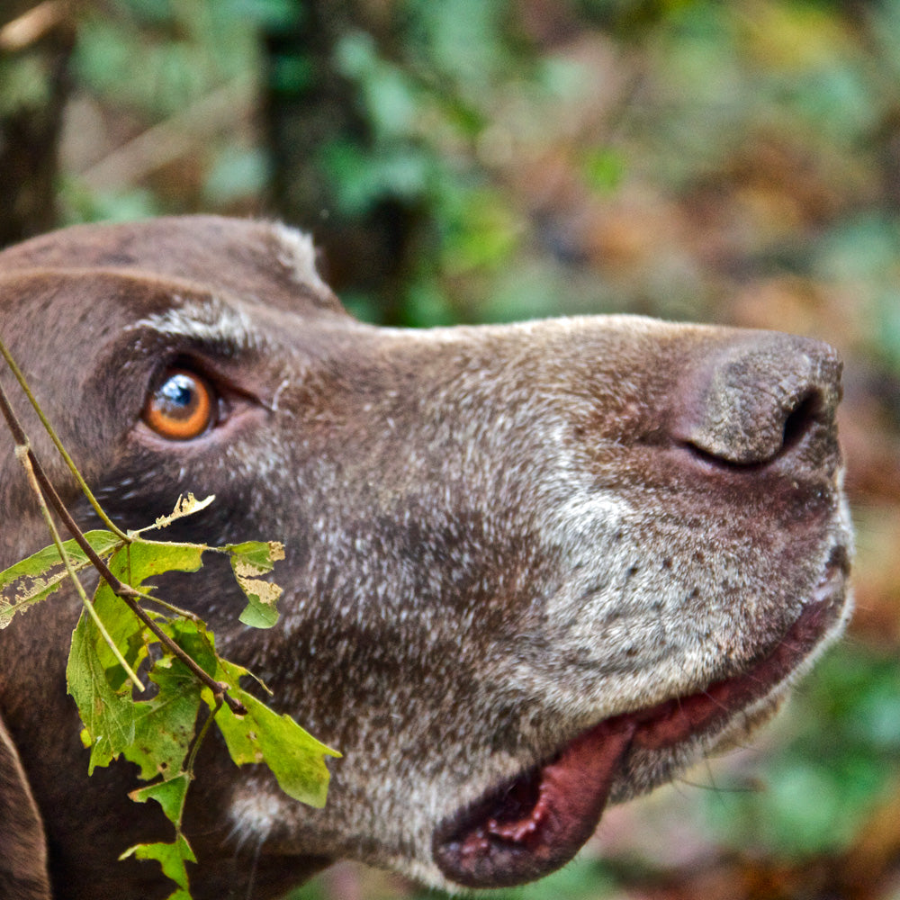 Fresh Istrian White Truffles (Nov-Dec)