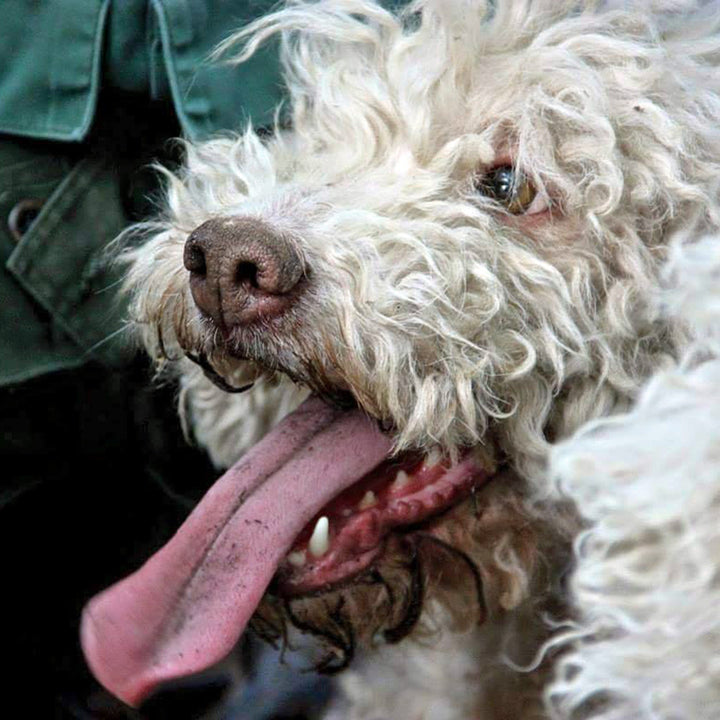 Sliced Istrian Black Summer Truffles