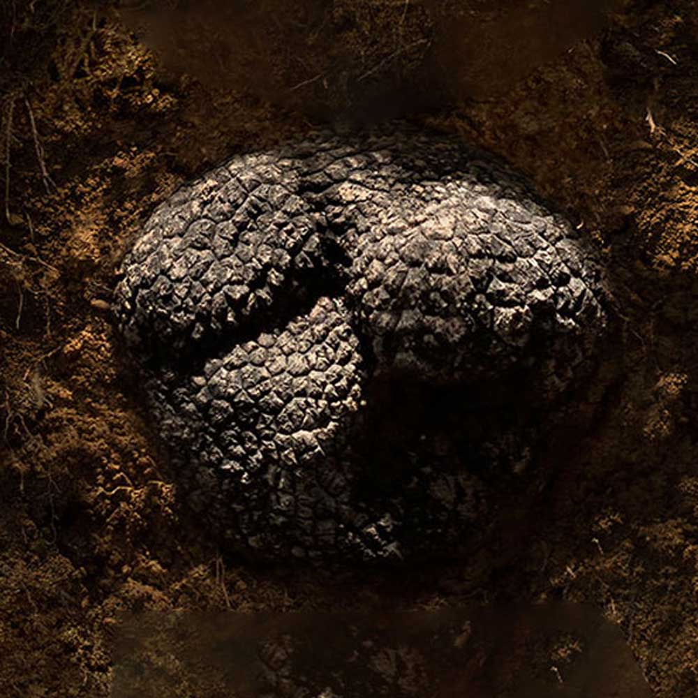 Fresh Istrian Black Winter Truffles (Tuber Melanosporum)