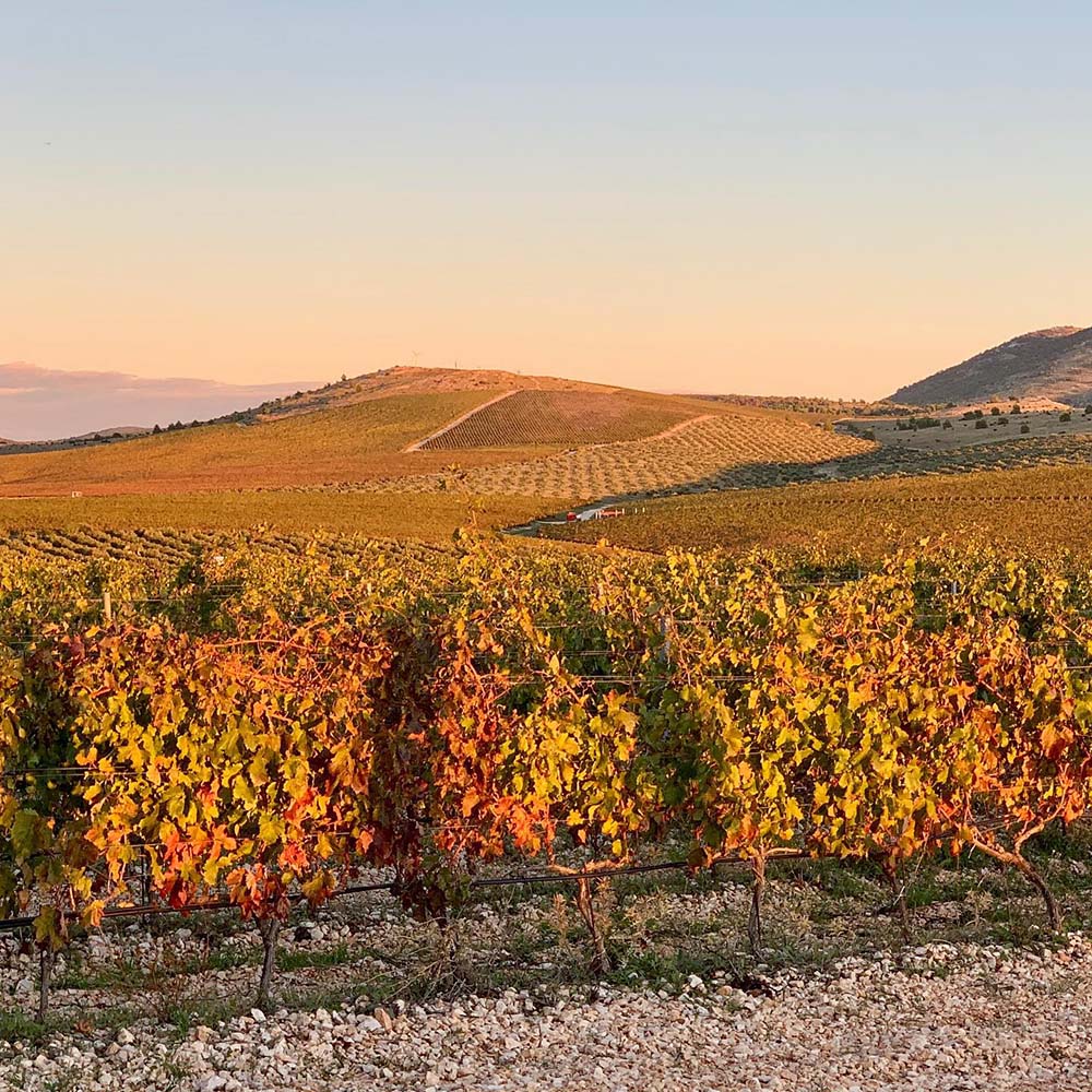 Testament Debit Maraština 2019