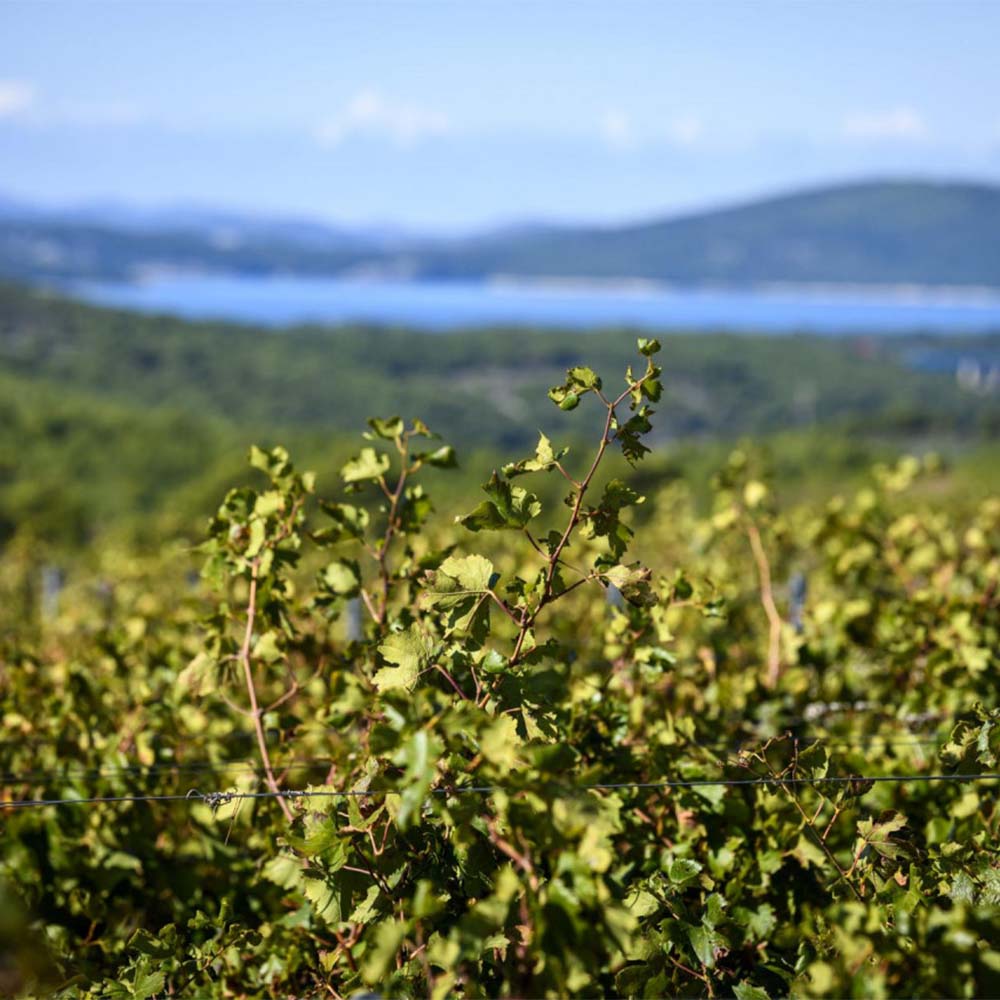 Zanatlija Lasina Private Reserve 2020