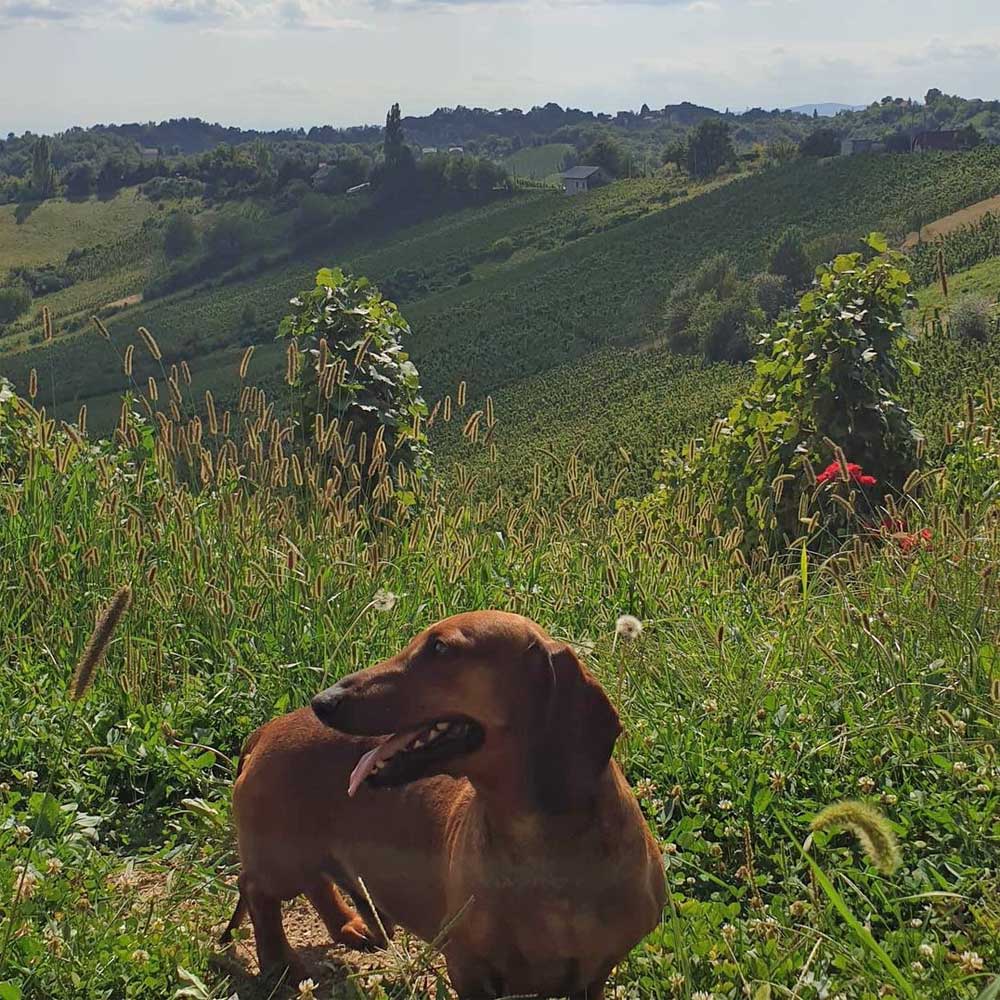 Tomac Pet Nat Rosé 2021