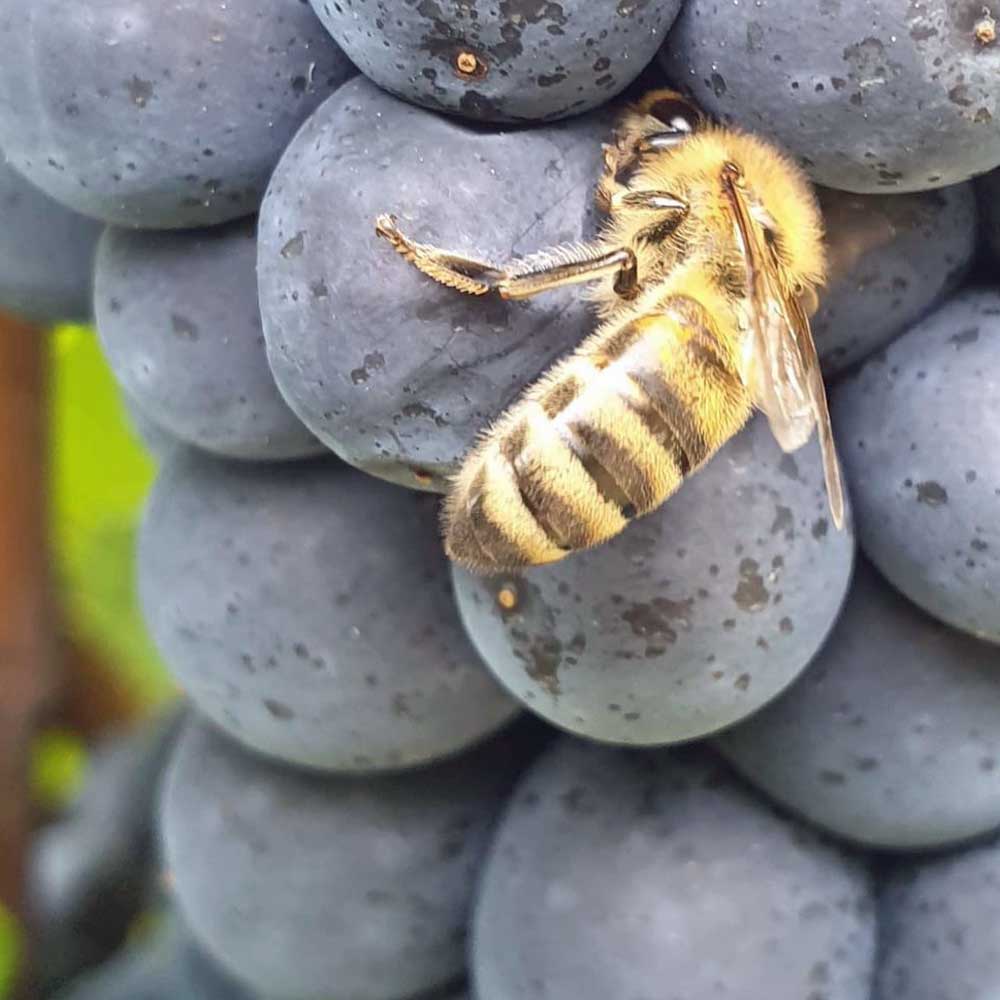 Tomac Pet Nat Rosé 2021