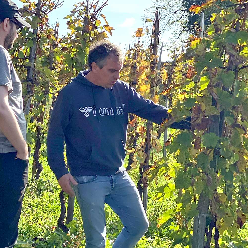 Tomac Amfora Sparkling 2019