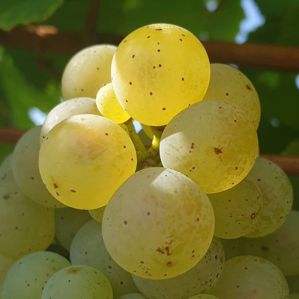 Tomac Rockstar Riesling 2023