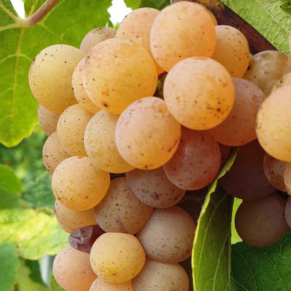 Tomac Amfora Traminac 2017