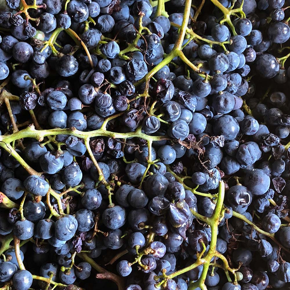 Vinas Mora Kaamen 2021