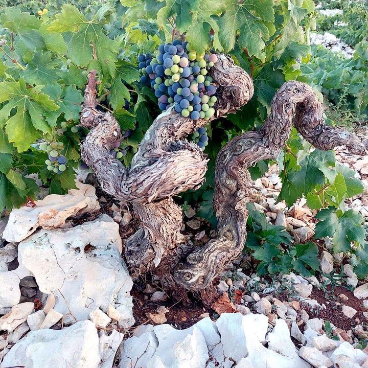 Vinas Mora Kaamen 2021