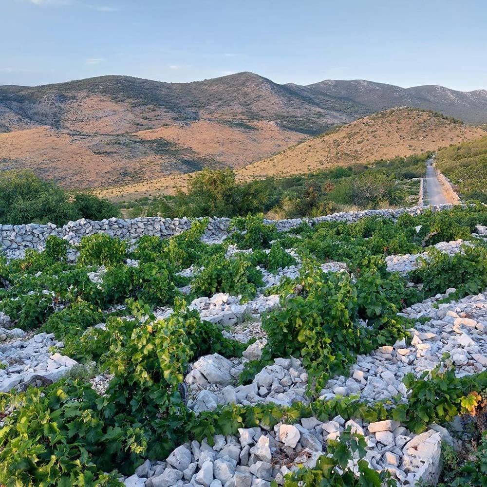 Vinas Mora Kaamen 2021