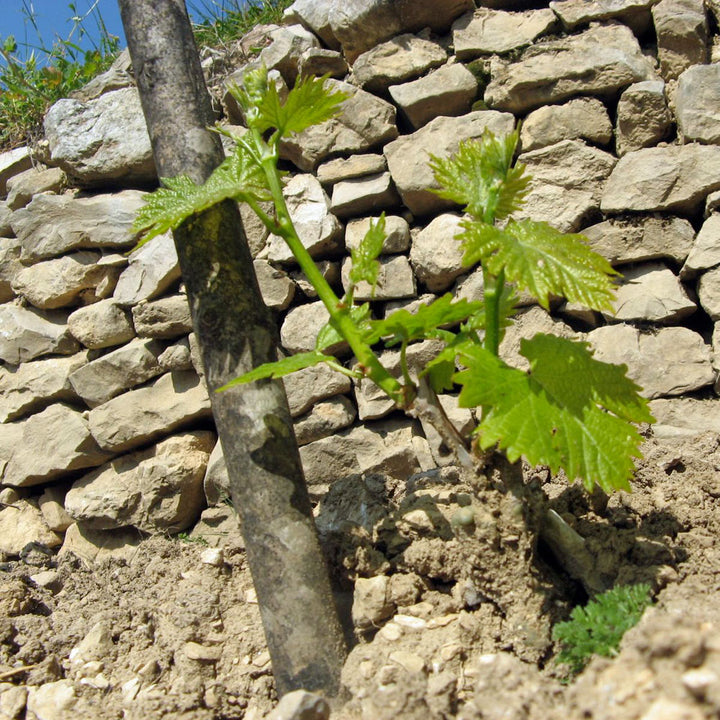 Zanchi Dobričić 2019