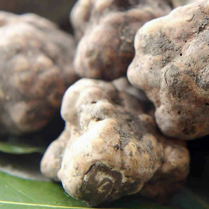 Sliced Istrian White Spring Truffles