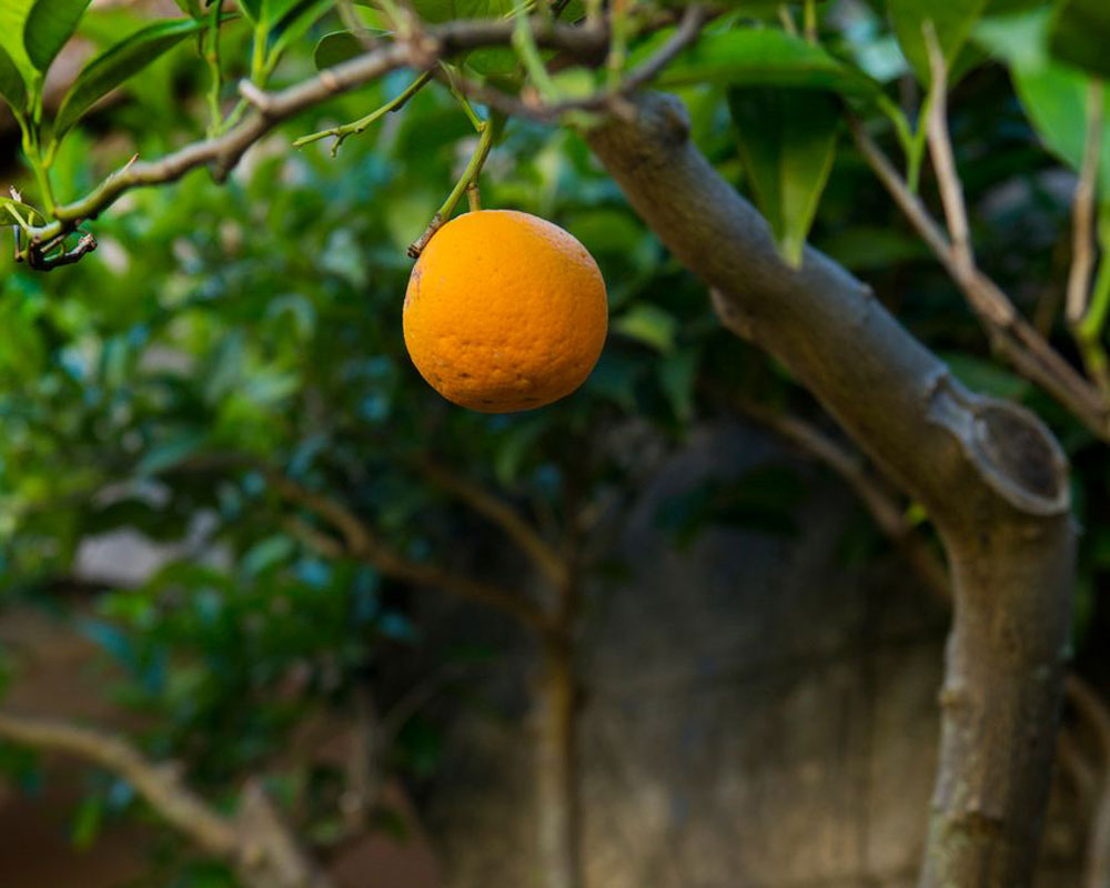 The wild oranges of Dubrovnik 🍊