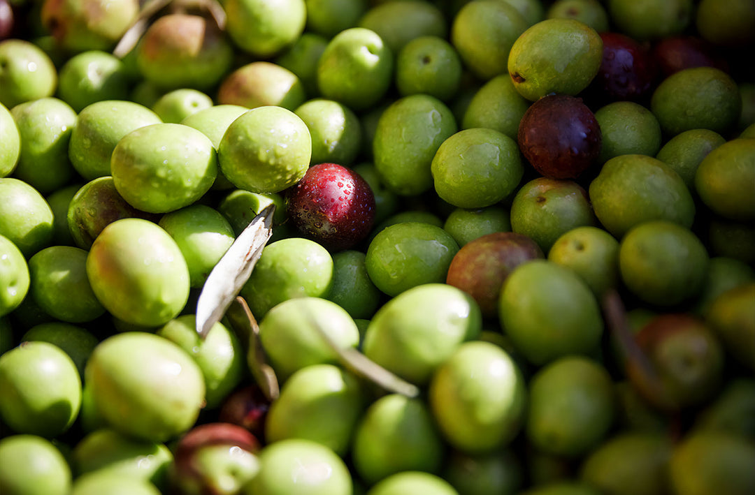 Olive Oil