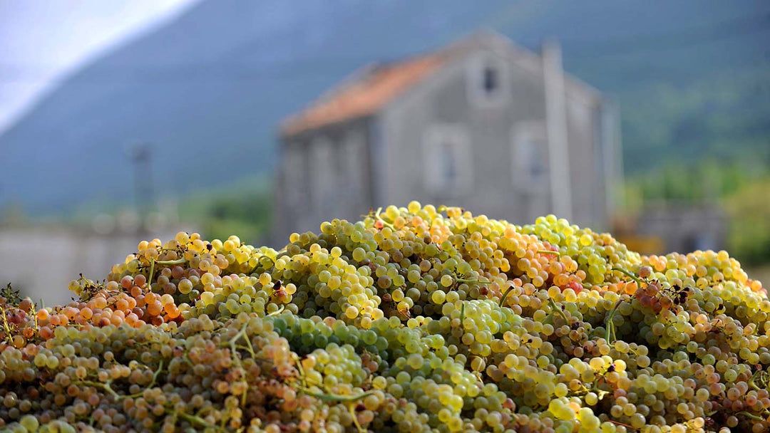 White Wine
